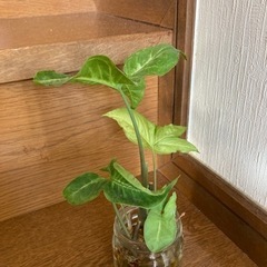 観葉植物　シンゴニウム　水栽培の画像