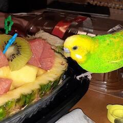 セキセイインコが不明です東光地区