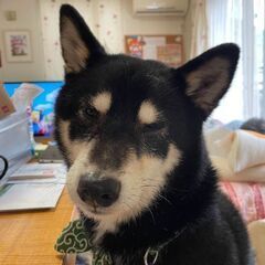 迷子犬(黒豆柴)探してます