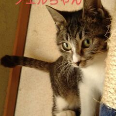 静かな白ソックスのキジ白ちゃん