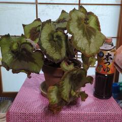 植物 レックスベゴニア エスカルゴ
