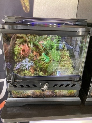 ☆杜のメダカ☆★イモリ・カエル飼育にオススメ！！コケリウム・パルダリウム完成品★グラステラリウムナノキューブ★ライト付き　1月5日
