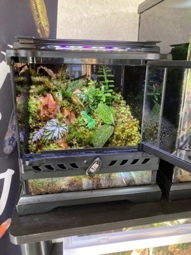 ☆杜のメダカ☆★イモリ・カエル飼育にオススメ！！コケリウム・パルダリウム完成品★グラステラリウムナノキューブ★ライト付き　1月5日