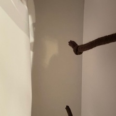 ビネガーショップ 紙袋 ショッパー の画像