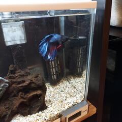ベタ(オス)ダブルテール カラー 青＆赤＆黒の画像