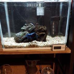 ベタ(オス)ダブルテール カラー 青＆赤＆黒の画像