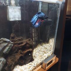 ベタ(オス)ダブルテール カラー 青＆赤＆黒の画像