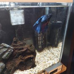 ベタ(オス)ダブルテール カラー 青＆赤＆黒の画像