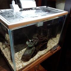 ベタ(オス♂)ダブルテール 里親募集の画像