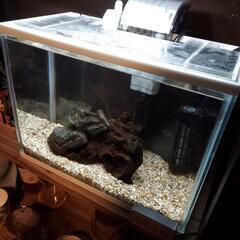 ベタ(オス♂)ダブルテール 里親募集の画像