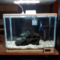 ベタ(オス♂)ダブルテール 里親募集の画像