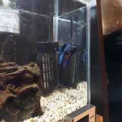 ベタ(オス♂)ダブルテール 里親募集の画像