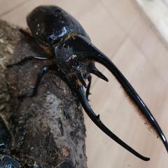 ネプチューンオオカブト成虫！