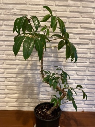 観葉植物 ブラッサイア グリーンプランツ