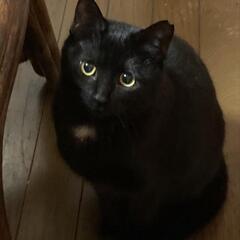 保護猫の「くーちゃん」トライアル断念。