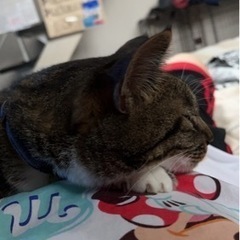 1／8日曜11:00〜13:00幸手市B&G体育館 バスケ