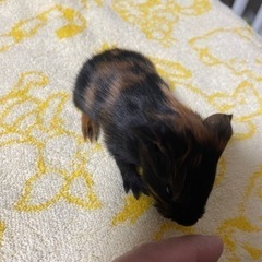 可愛いモルモットの赤ちゃん