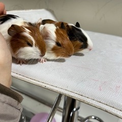里親を募集しています。