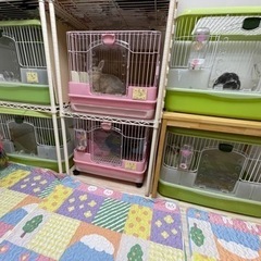 うさぎ専門ホテル