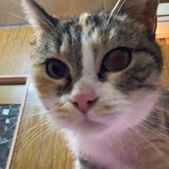 アメリカンカールの耳がカールしなかった子