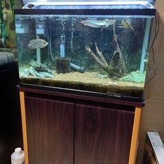 60センチ水槽セット