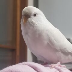 白いアルビノセキセイインコ