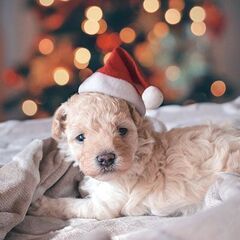 【神戸・東灘】動物好き大歓迎！ペット撮影アシスタントスタッフ募集の画像