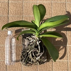 胡蝶蘭　板付　白花大輪の画像