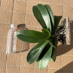 胡蝶蘭　板付　白花大輪の画像
