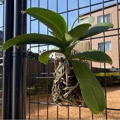 胡蝶蘭　板付　白花大輪の画像