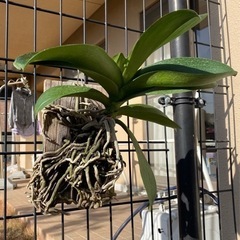 胡蝶蘭　板付　白花大輪の画像