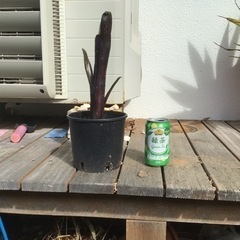 観葉植物　ビルベルギア（ダースベイダー）