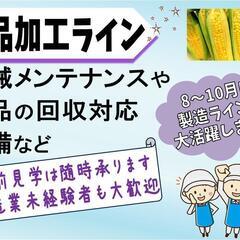 【安定の長期勤務】トウモロコシ加工〈訓子府〉