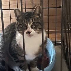 マッサージ猫の僕ちゃん
