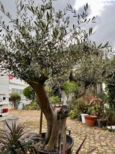 極太 オリーブ ＊値下げしました＊