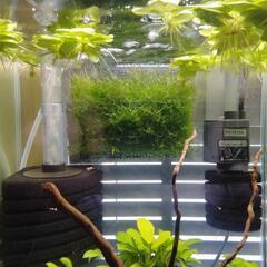 熱帯魚、水草の画像