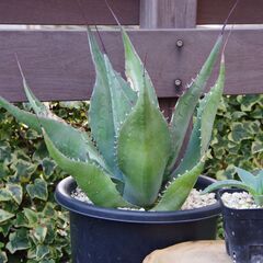 アガベ/スカブラ(Agave scabra/カキ仔)-①の画像