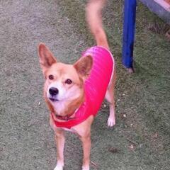 迷子になった犬を探しています。