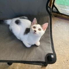 🌸生後５ヶ月の元気な猫ちゃん達🌸