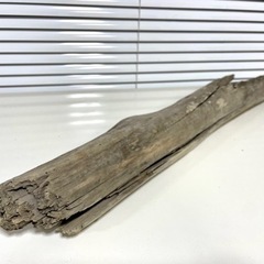 流木 54cm 採取地:静岡