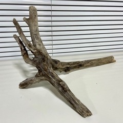 流木 40cm 採取地:静岡