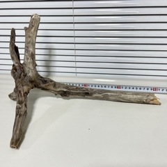 流木 40cm 採取地:静岡の画像
