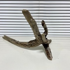 流木 40cm 採取地:静岡の画像