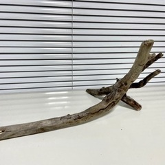 流木 40cm 採取地:静岡の画像