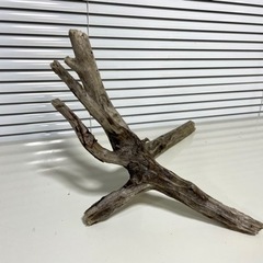 流木 40cm 採取地:静岡の画像
