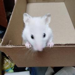 ハムスター里親募集