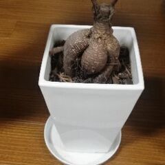 【難あり】観葉植物 ガジュマル 植木鉢付き
