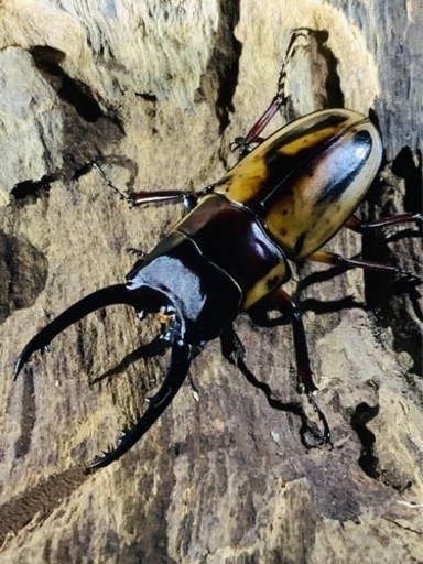 クワガタ・カブトムシ・成虫・幼虫・飼育用品