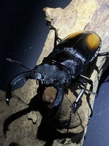 クワガタ・カブトムシ・成虫・幼虫・飼育用品