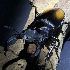 クワガタ・カブトムシ・成虫・幼虫・飼育用品